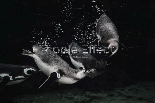 Water Ripple Effect Webflow cloneable